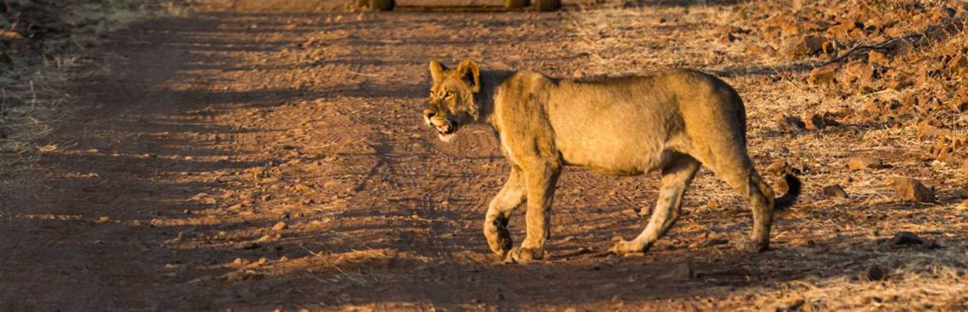 Muchenje Safari Lodge